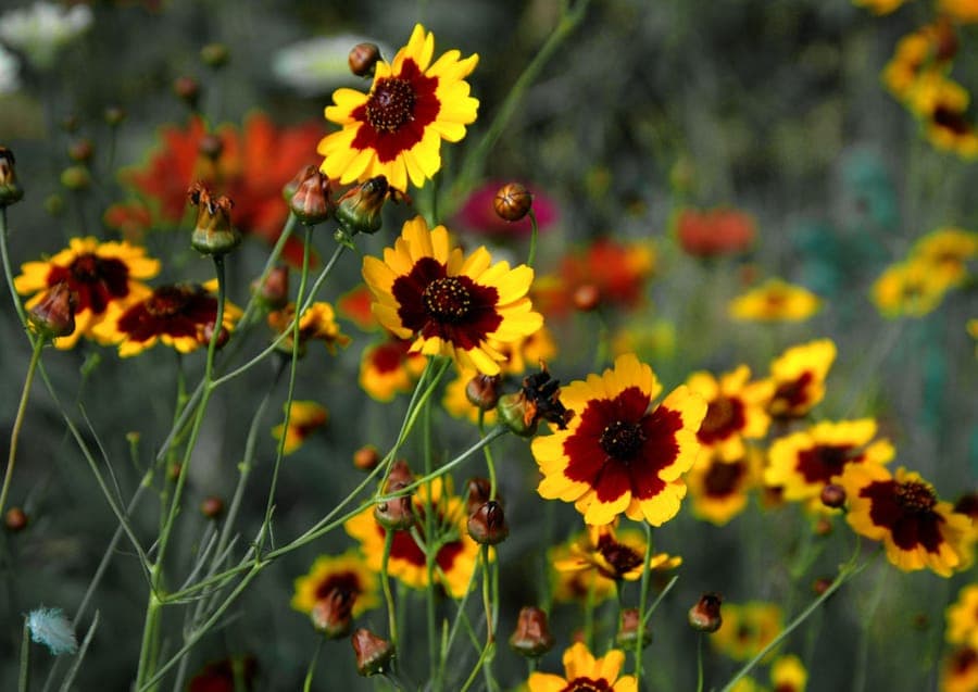 Coreopsis tinctoria flowers displaying red and yellow flower crowns in sunlight