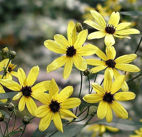 Tall coreopsis displaying bright yellow flowers with delicate foliage