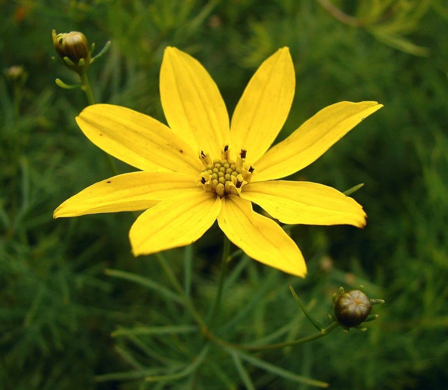 Whorled tickseed plant with yellow flowers and fine needle-like leaves