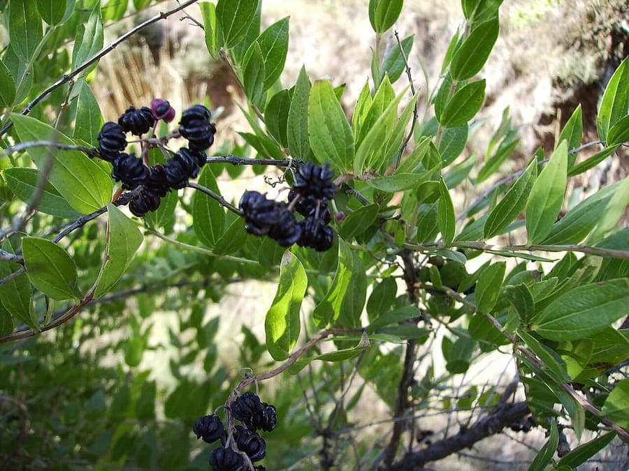 Gerberstrauch mit charakteristischen Beeren und Laub