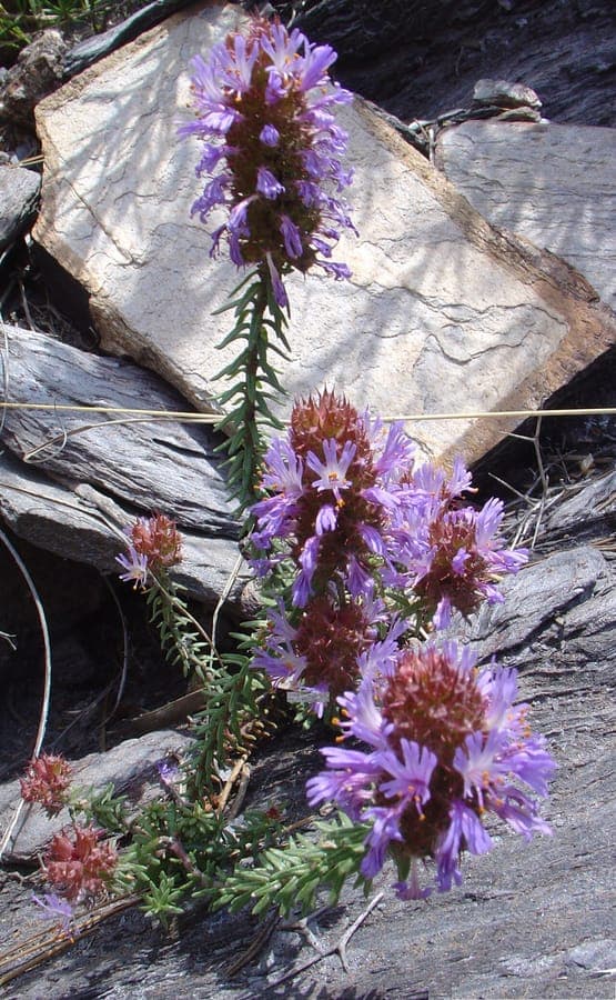 Coris monspeliensis mit zarten violetten Blüten und kompaktem Wuchs