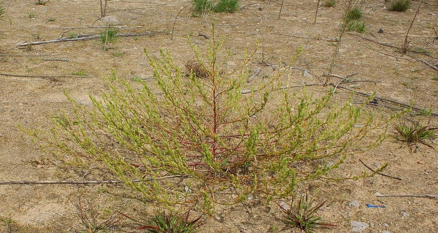Corispermum pallasii with fine feathery foliage and winged seeds