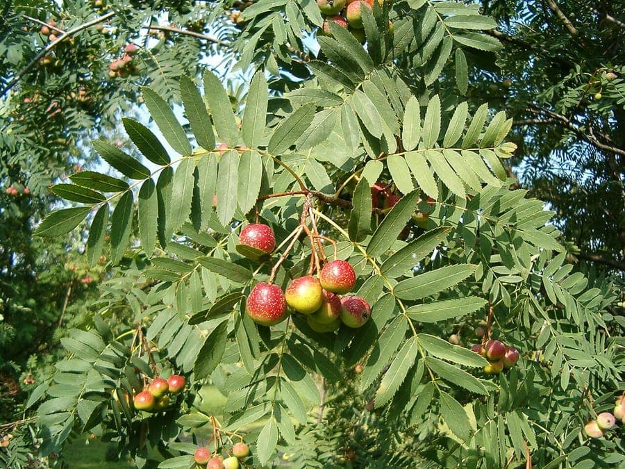 Servicetree in autumn with golden foliage and ripe fruit clusters