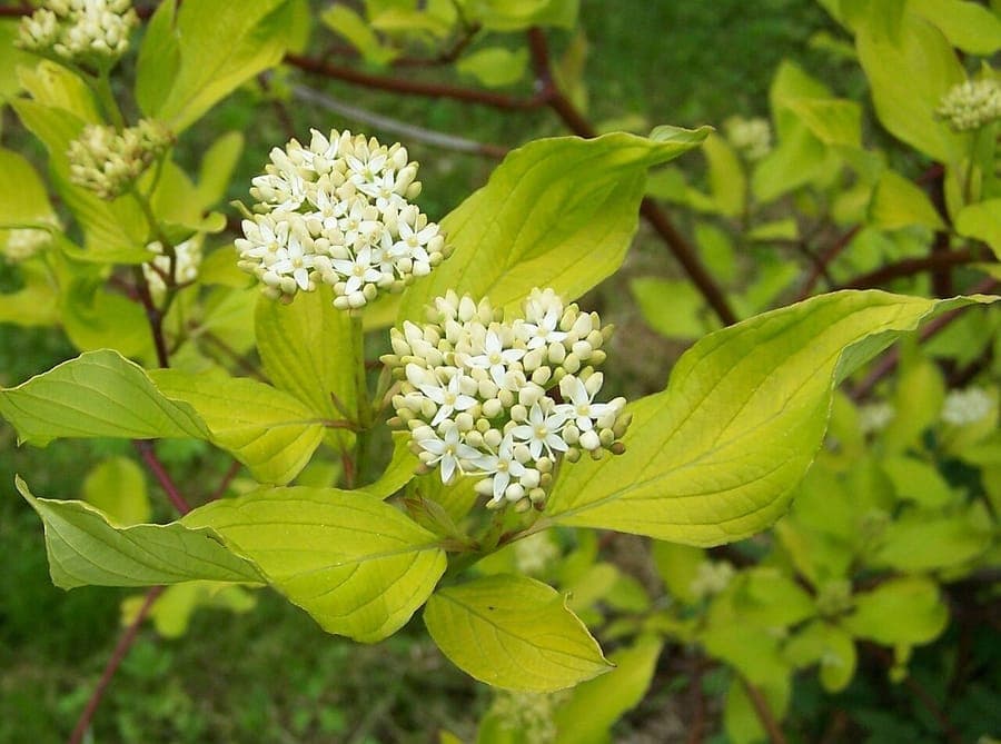 Siberian Dogwood with bright red stems standing out in winter snow