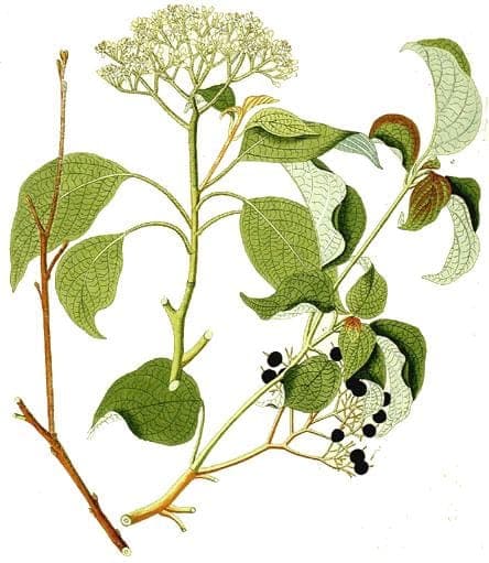 Cornus alternifolia displaying distinctive layered branch structure and white flower clusters