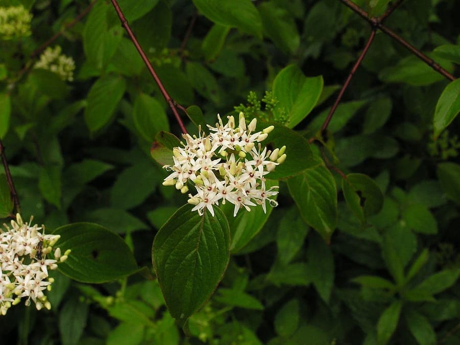 Fleurs blanches et feuillage vert du Cornus amomum