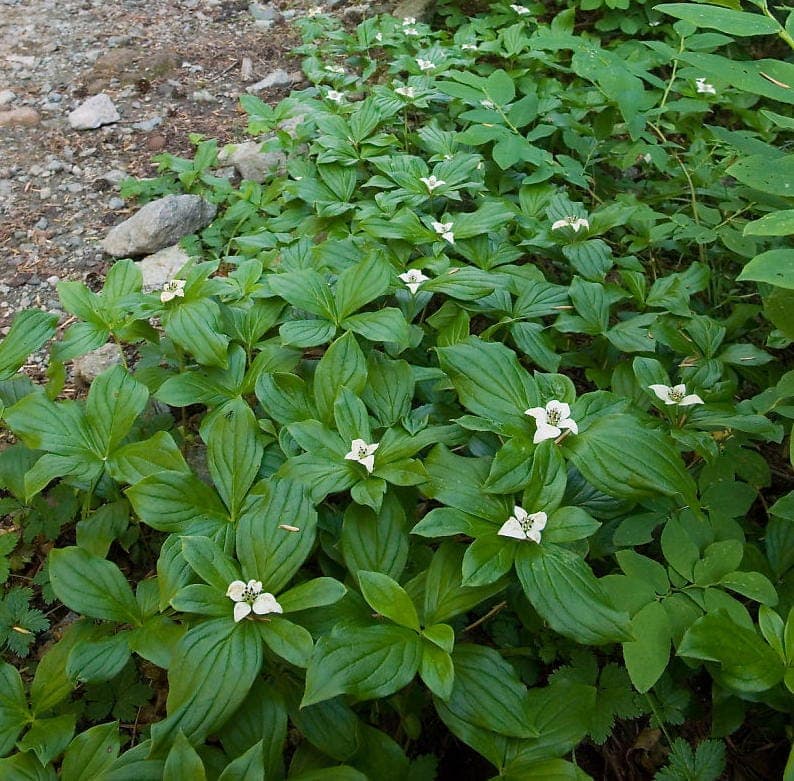 Cornus canadensis in a natural forest setting with white flower bracts and red berries