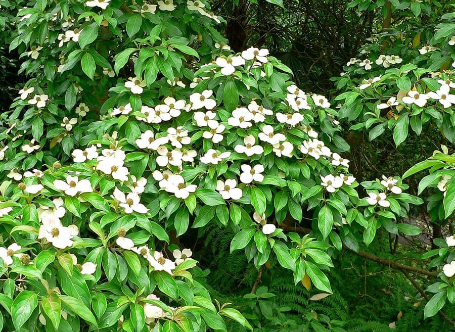 Bentham's cornel with white flower clusters and red fruits