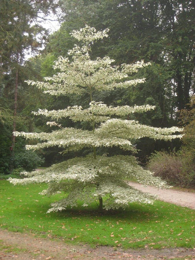 Cornus controversa pagode-structuur