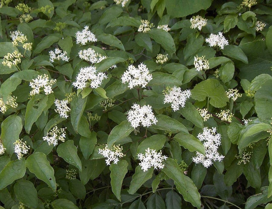 Cornus drummondii met witte bloemen en ruwharige bladeren
