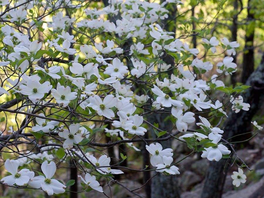 Cornus florida in voller Blüte mit großen weißen Kelchblättern im Frühjahr und rotem Herbstlaub
