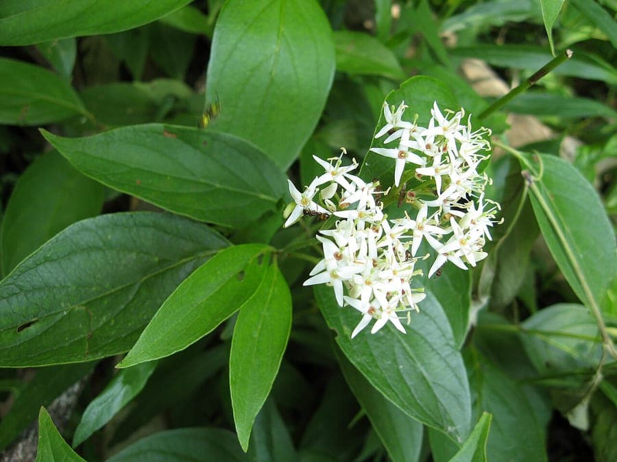 Cornouiller rigide avec fleurs blanches et baies bleu fonce
