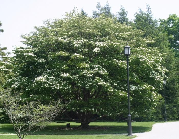 Japanse kornoelje met witte schutbladen in volle bloei