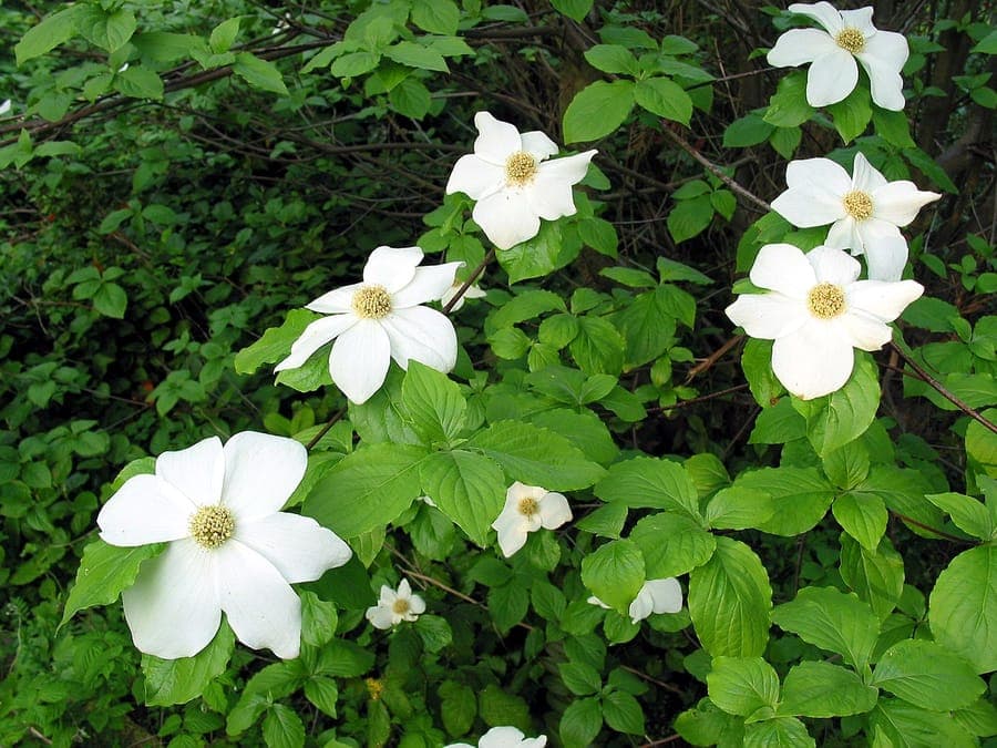 Pacific dogwood with white flowers and green foliage