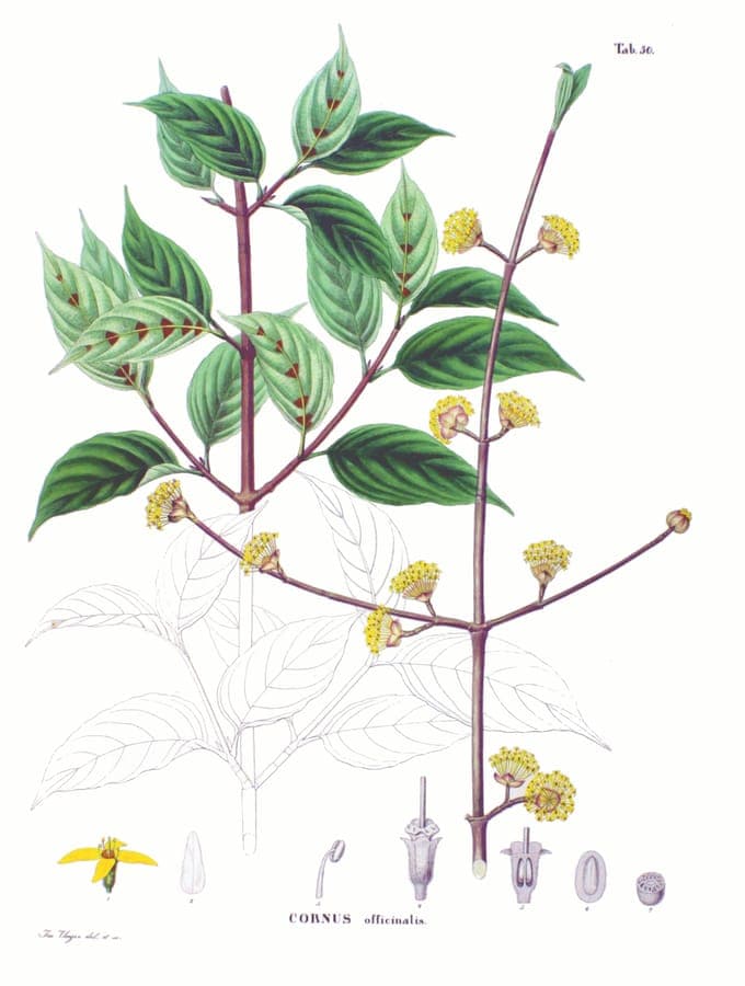 Golden flower clusters of Cornus officinalis in spring