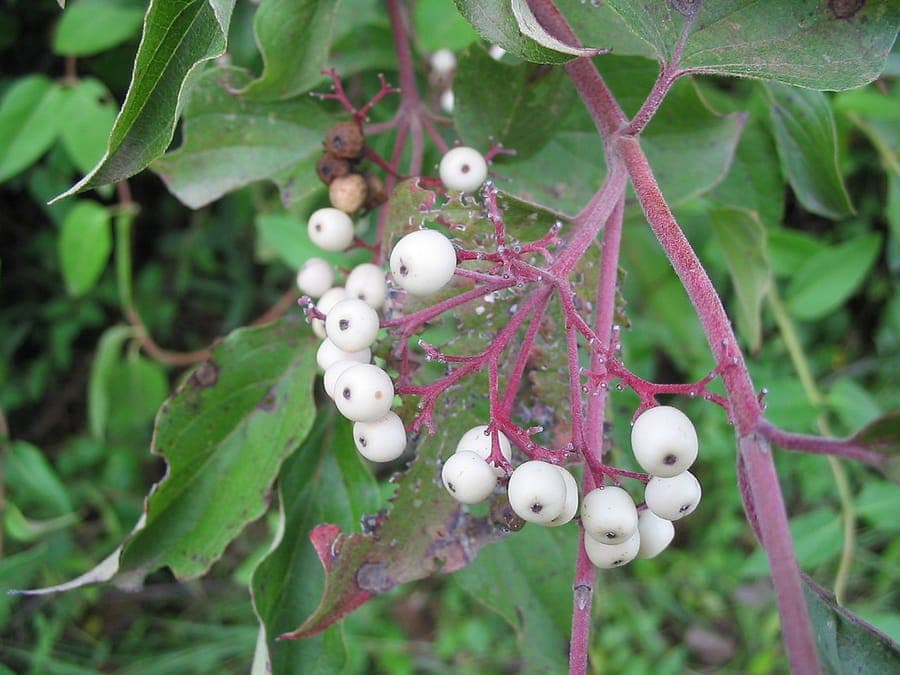 Blue-white fruits of Cornus racemosa ripening in autumn
