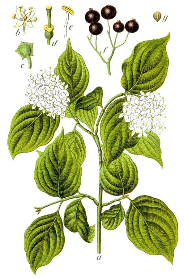 Common dogwood in full bloom with white flowers and green foliage in a partly shaded garden