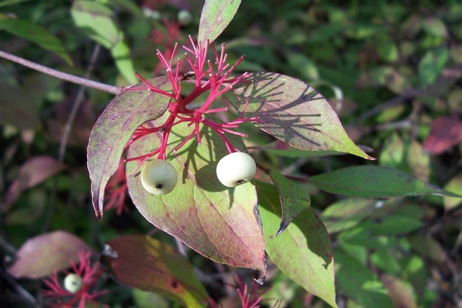 Red-osier dogwood with vibrant red stems and white spring flowers