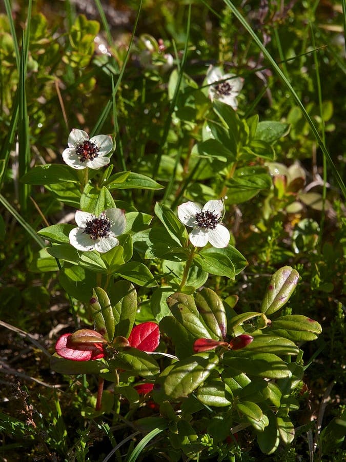 Zweedse Kornoelje in natuurlijke omgeving met kleine roze bloemen en glanzende bladeren