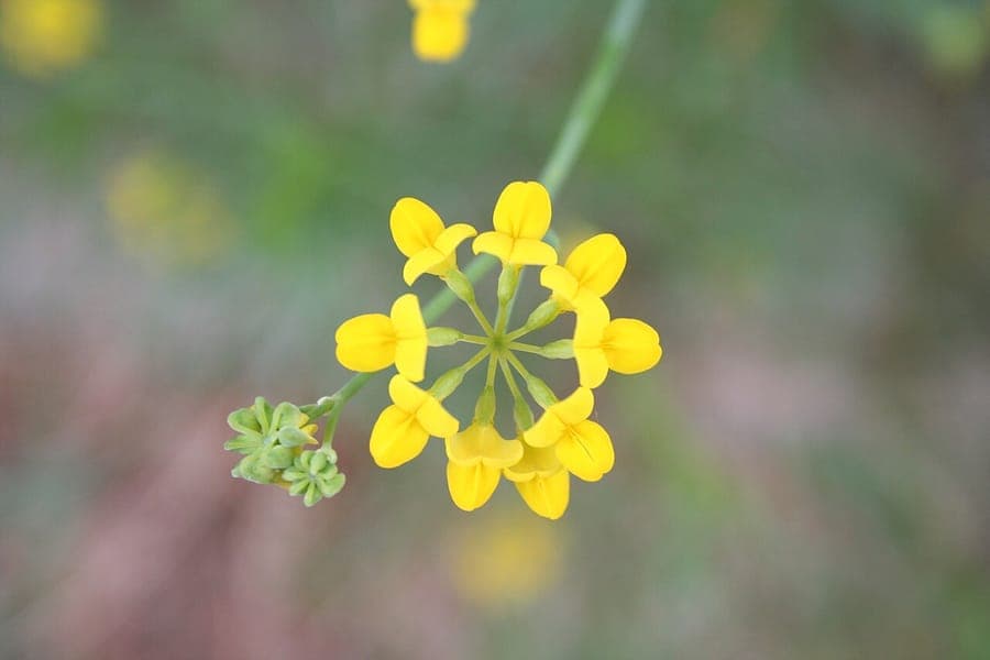 Kleine Kronwicke mit gelbcreme Blüten in mediterranem Garten
