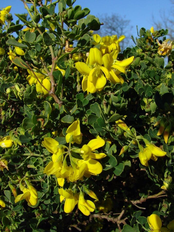 Coronilla valentina with golden-yellow flower clusters