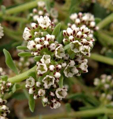 Plante corrigiole avec petites fleurs blanches