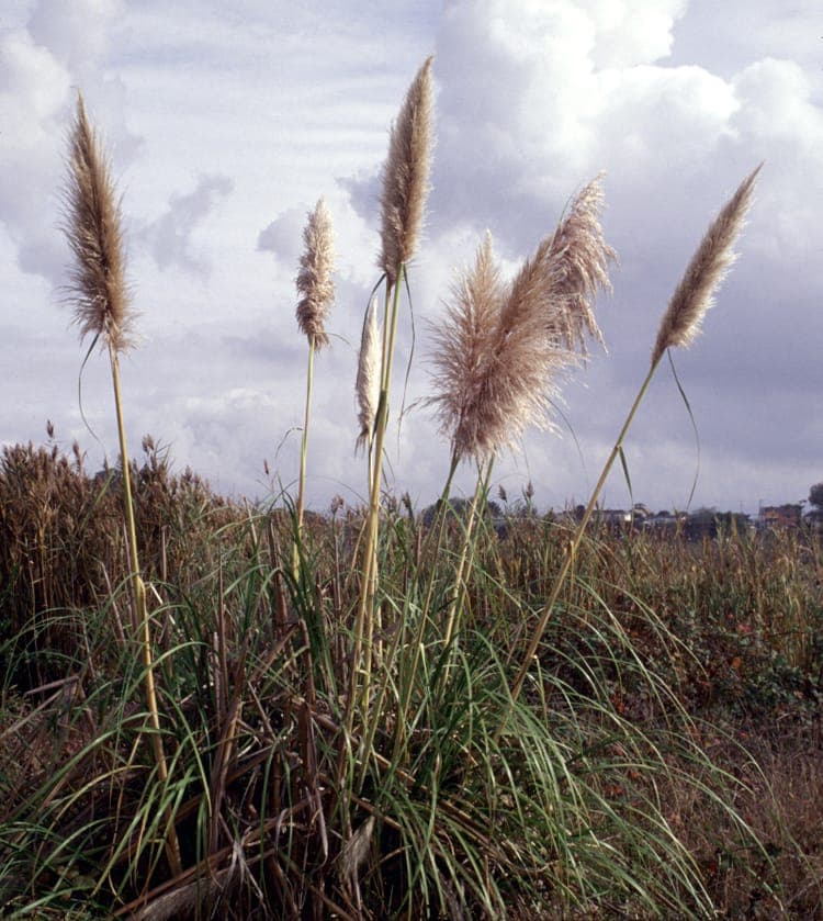 Elegant pink feathery plumes of Cortaderia jubata