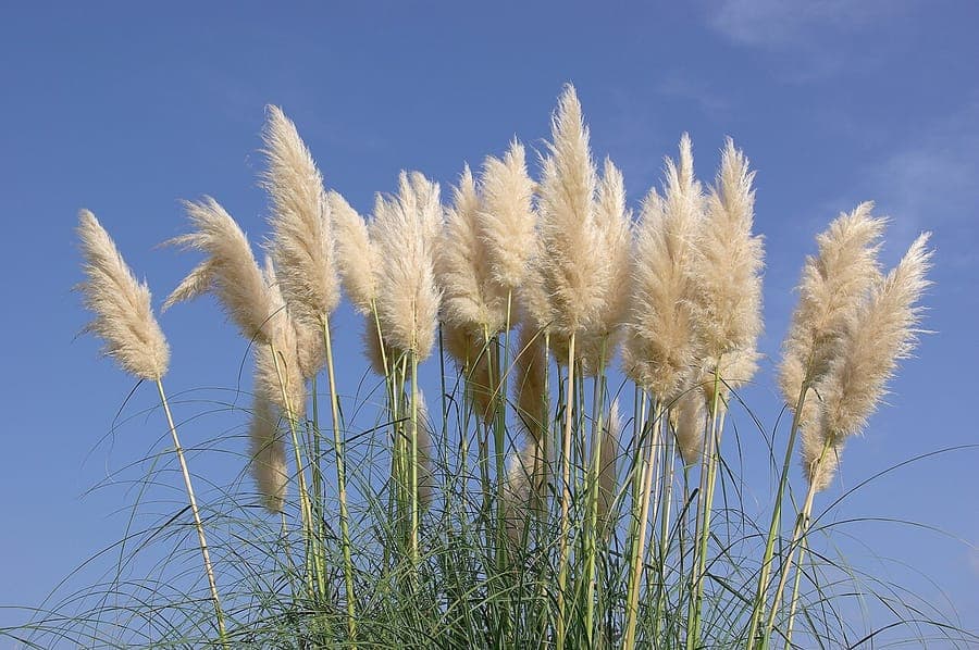 Silvery plumes of Pampas-grass rising above a summer border