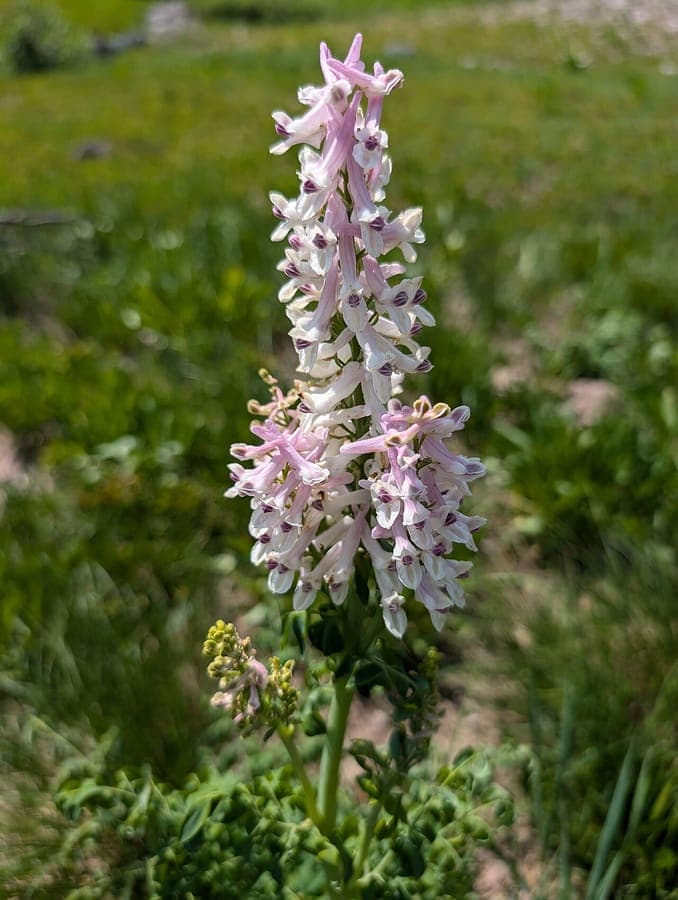 Corydalis caseana, corydale de Case, en fleur dans un sous-bois montagnard