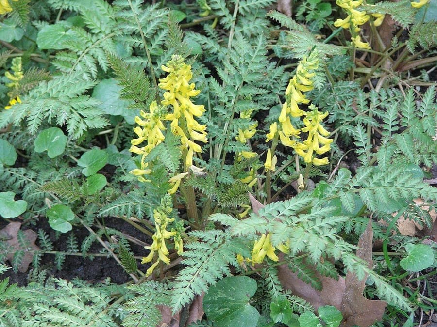 Corydalis cheilanthifolia plant with fine fern-like foliage