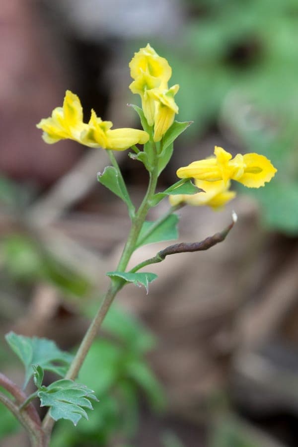 Gelbe Blüten von Corydalis flavula im Frühjahrswaldgarten