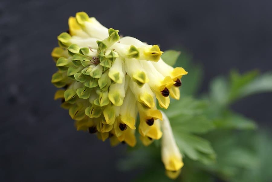 Gele bloemen van Corydalis nobilis in het voorjaar