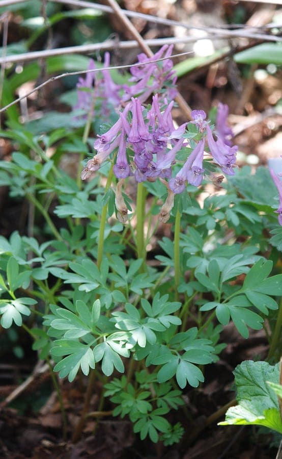 Vingerhelmbloem (Corydalis solida) in volle bloei in een lichte bosomgeving