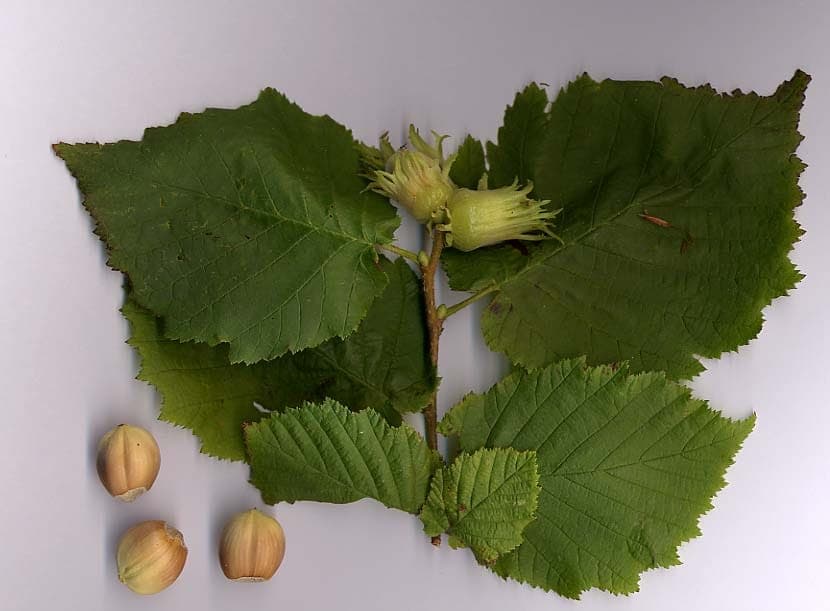 Gele katjes van de hazelaar hangend aan kale takken in het vroege voorjaar