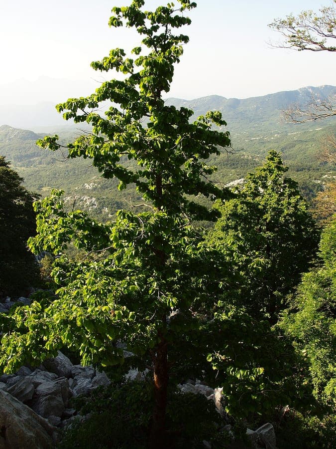 Ausgewachsene Türkische Baum Hasel im Frühjahr mit gelben Kätzchen und jungem Laub