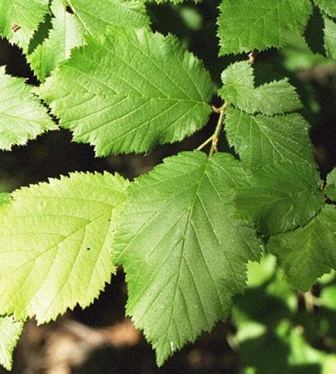 Corylus cornuta
