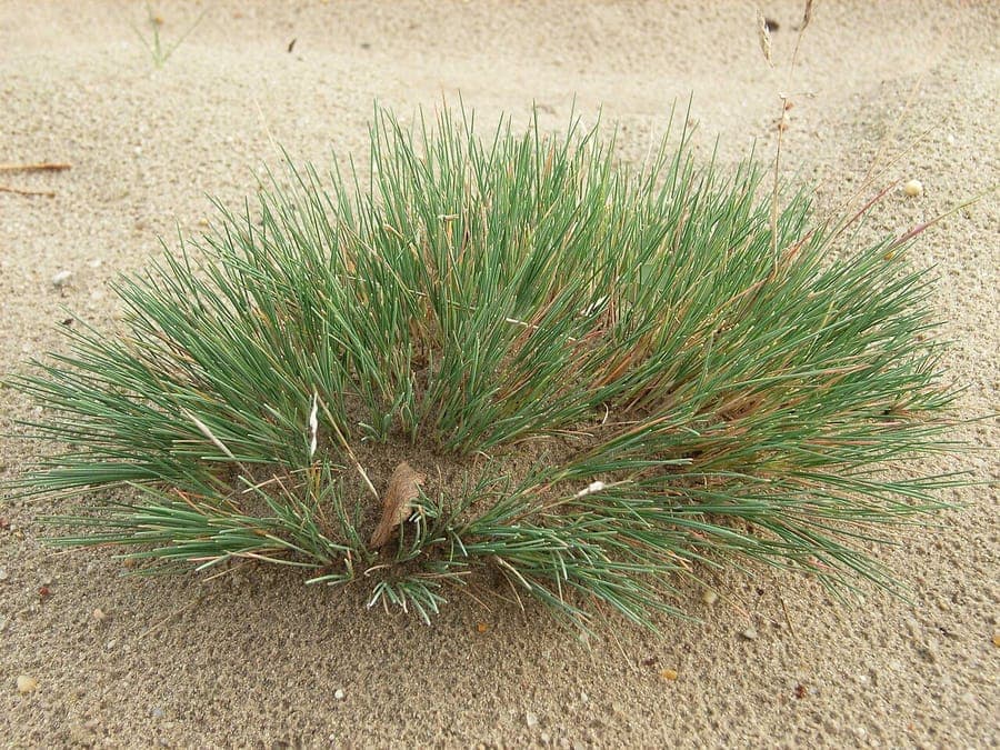 Plumes argentées du corynéphore des sables en plein été, planté dans un lit de gravier avec des partenaires xérophiles