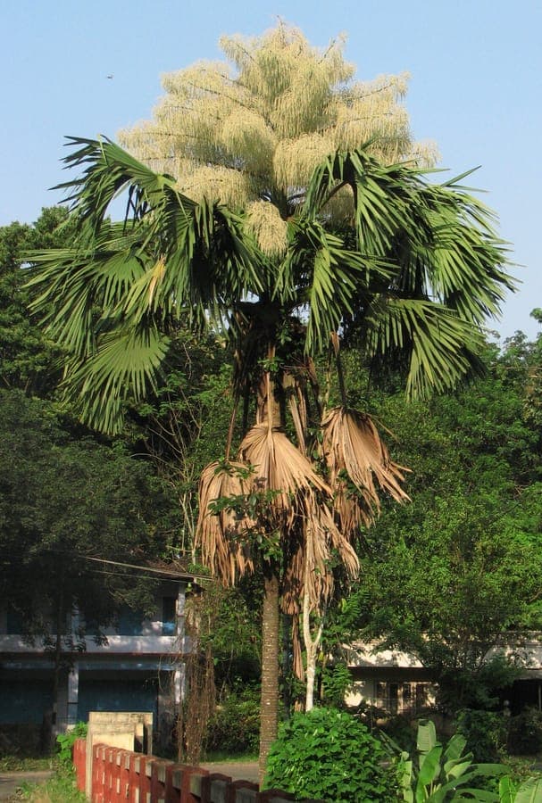 Reusachtige waaierbladen van de Corypha umbraculifera palm