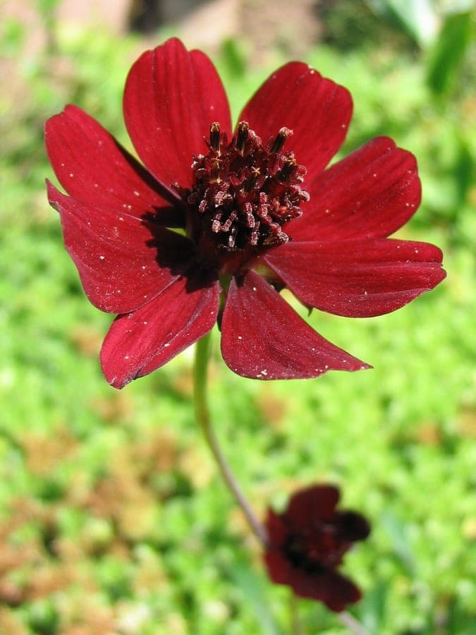 Cosmos chocolat avec fleurs rouge-noir et feuillage fin
