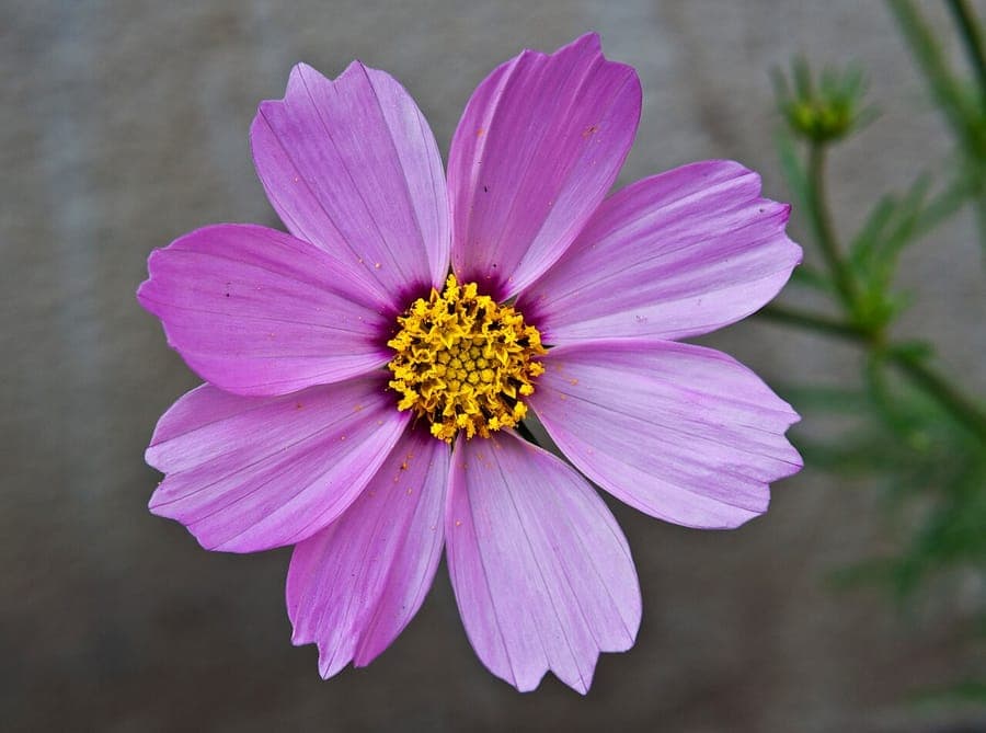 Fleurs roses et blanches de Cosmos bipinnatus dans un massif ensoleillé avec un fond de feuillage léger