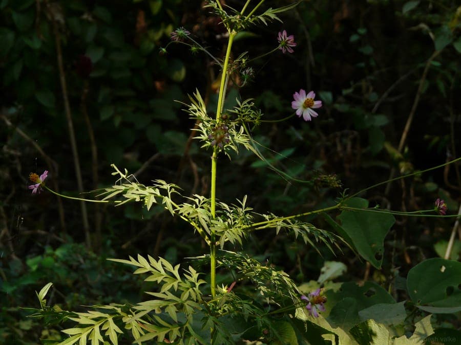Wilder Kosmos mit zarten rosa Blüten