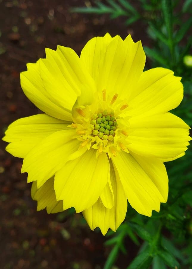 Cosmos sulphureus flowers displaying warm orange and yellow hues in full sunlight
