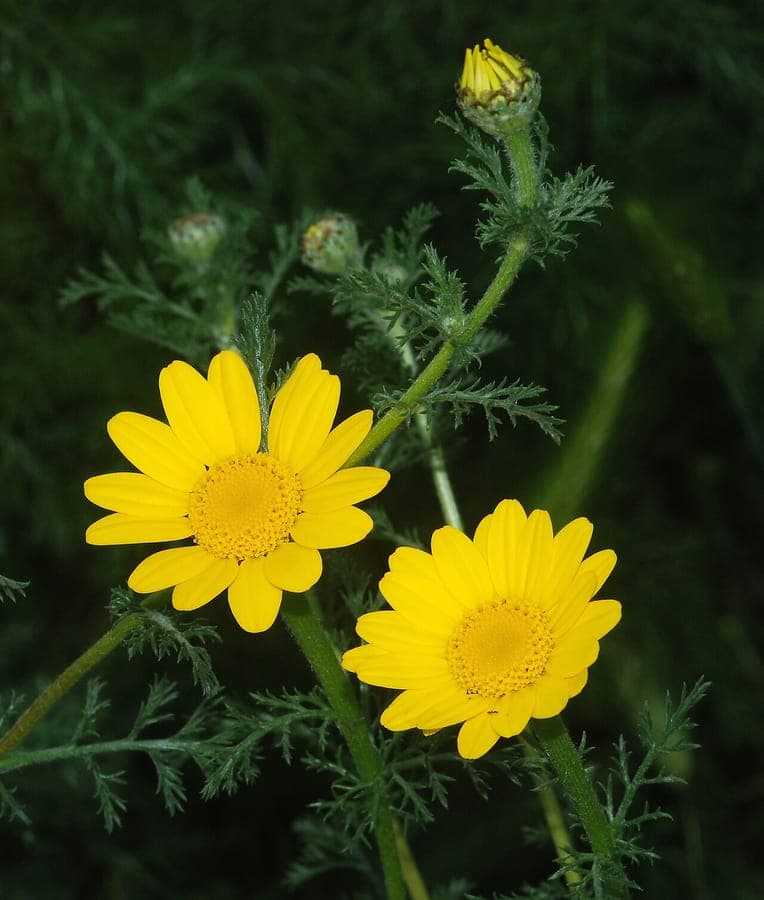 Golden-yellow flowers of Cota tinctoria in full bloom