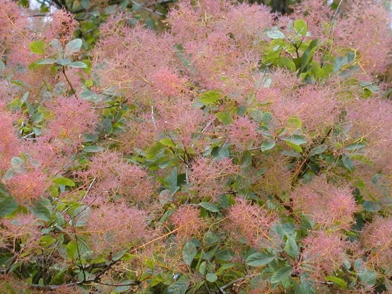 Ein wogend blühender Perückenstrauch mit rötlich-grauen Blütenquasten und purpurnem Laub im Mai