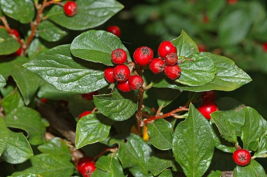 Gespitzte Zwergmispel mit roten Beeren und feinem Laub