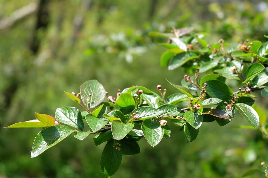 Peking cotoneaster displaying red autumn berries