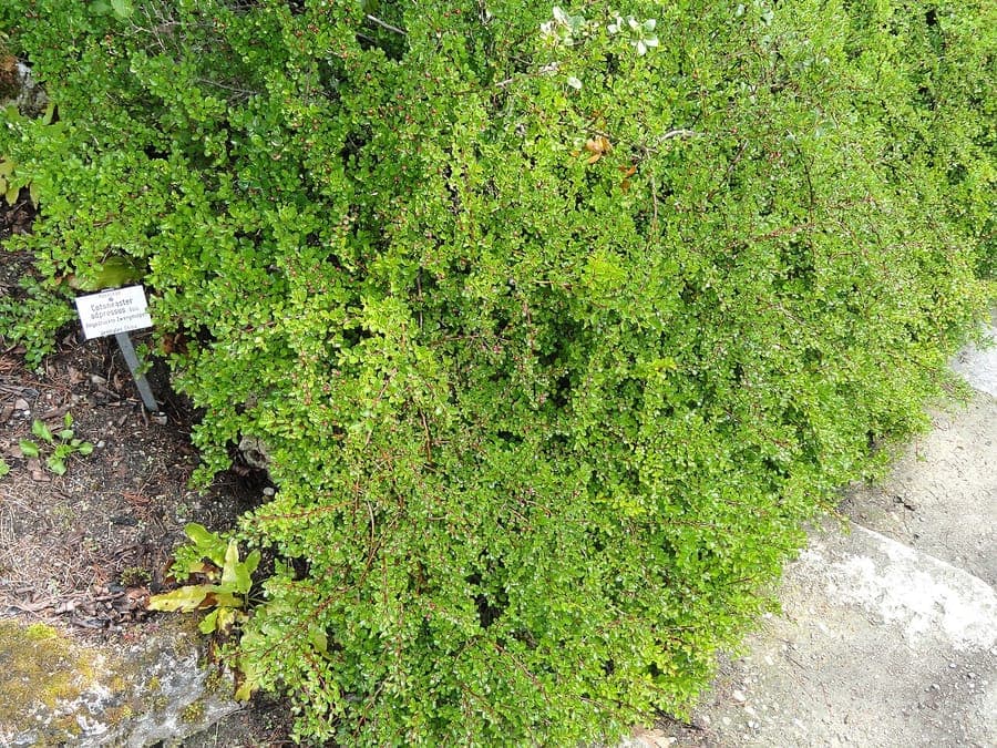 Spalier-Zwergmispel mit orangefarbenen Beeren, die über eine Steinmauer hängen, im Herbstlicht