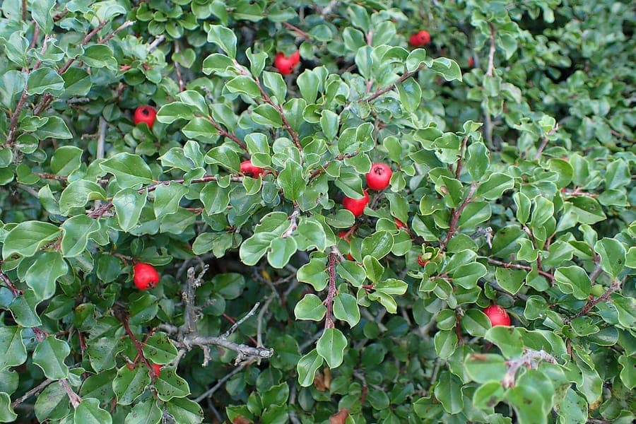 Gespitzte Zwergmispel mit roten Beeren und feinem Laub