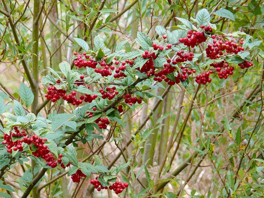 Hollyberry cotoneaster in full bloom with orange berries in autumn