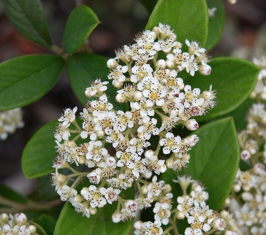 Strahlend rote Beeren der Cotoneaster coriaceus gegen glänzendes Laub